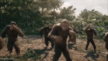 Animated meme: a troop of apes dancing in a jungle clearing.
