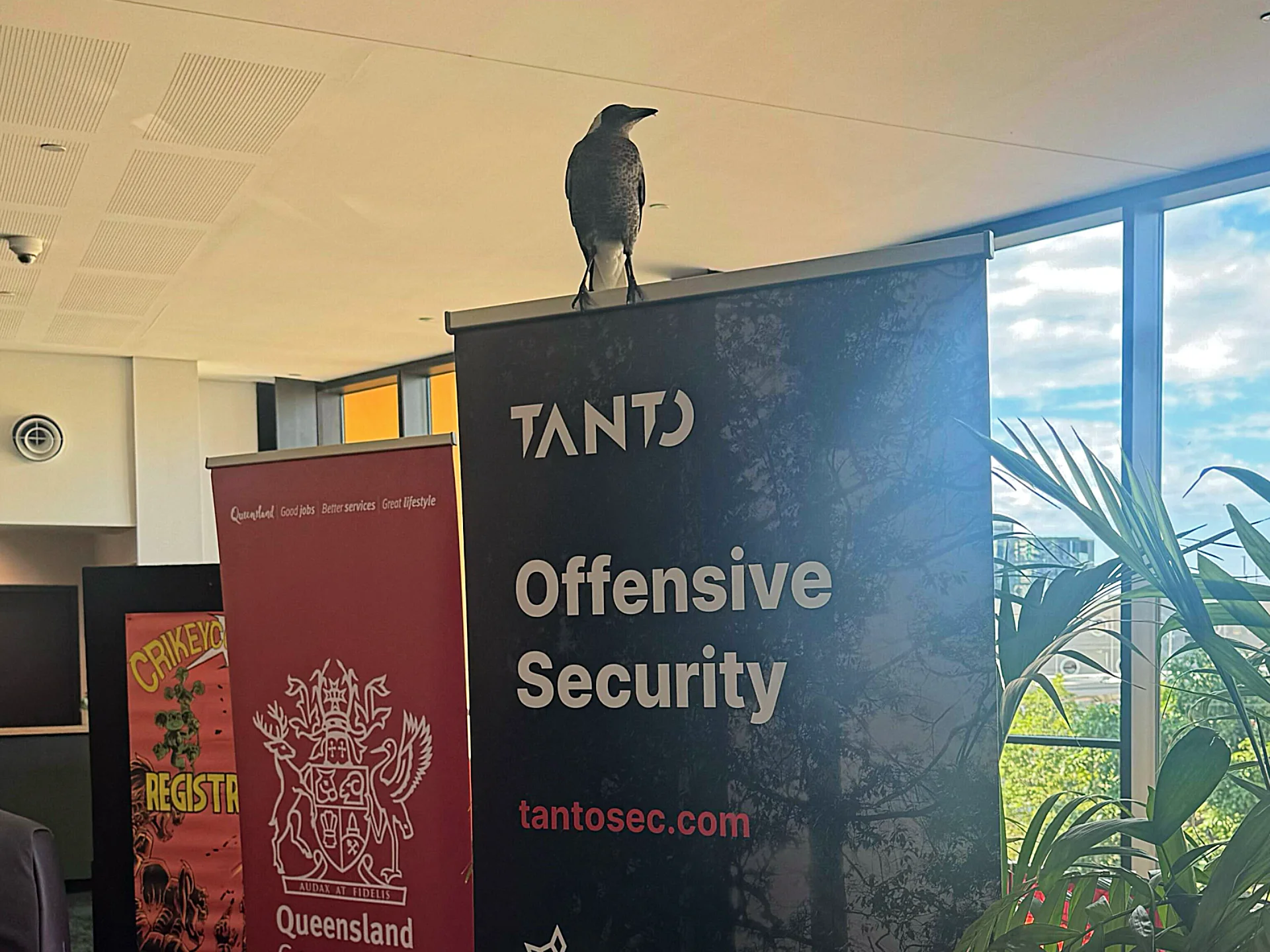 A photo of extendable banners at a conference. A magpie is perched on top of a Tanto Security banner.