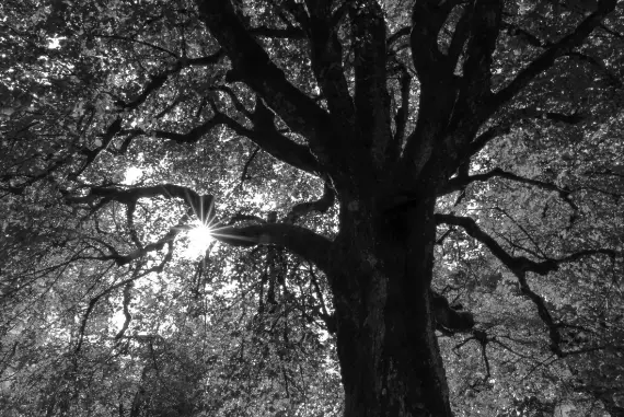 Looking up at sunlight breaking it's way through the canopy of a large tree.