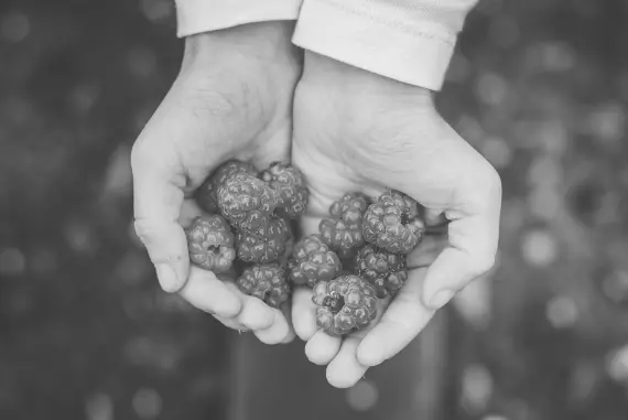 A greyscale close up shot of cupped hands holding berries